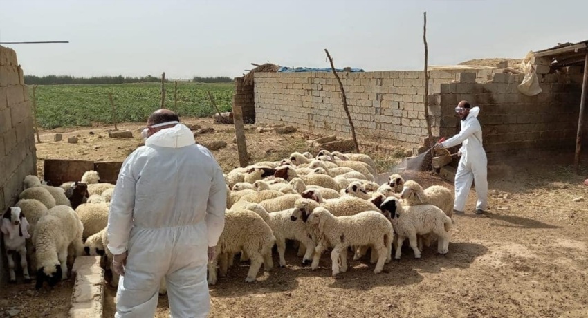 الرقابة البيطرية تشدد إجراءاتها لمواجهة تفشي الحمى النزفية في العراق - الرقابة البيطرية تشدد إجراءاتها لمواجهة تفشي الحمى النزفية في العراق - الرقابة البيطرية تشدد إجراءاتها لمواجهة تفشي الحمى النزفية في العراق - الرقابة البيطرية تشدد إجراءاتها لمواجهة تفشي الحمى النزفية في العراق - الرقابة البيطرية تشدد إجراءاتها لمواجهة تفشي الحمى النزفية في العراق - Veterinary Control Tightens Measures to Combat Hemorrhagic Fever Outbreak in Iraq - Veterinary Control Tightens Measures to Combat Hemorrhagic Fever Outbreak in Iraq
