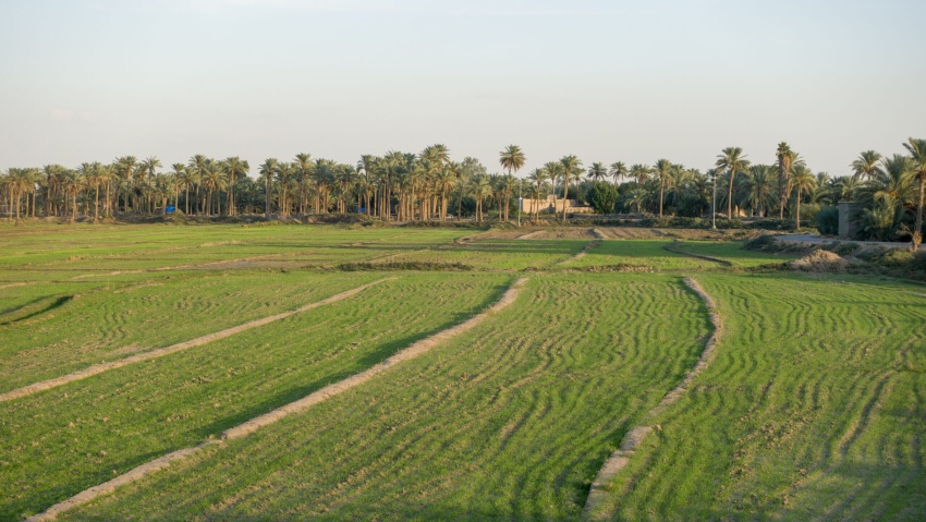 وزارة الزراعة تطلق خطة تجهيز بذور الشلب للموسم الصيفي - وزارة الزراعة تطلق خطة تجهيز بذور الشلب للموسم الصيفي - وزارة الزراعة تطلق خطة تجهيز بذور الشلب للموسم الصيفي - وزارة الزراعة تطلق خطة تجهيز بذور الشلب للموسم الصيفي - وزارة الزراعة تطلق خطة تجهيز بذور الشلب للموسم الصيفي - Ministry of Agriculture Launches Shalb Seed Distribution Plan for the Summer Season - Ministry of Agriculture Launches Shalb Seed Distribution Plan for the Summer Season