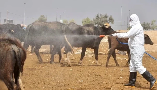 ذي قار تتصدر محافظات البلاد في معدلات الإصابة بالحمى النزفية وتستنفر جهودها الصحية - ذي قار تتصدر محافظات البلاد في معدلات الإصابة بالحمى النزفية وتستنفر جهودها الصحية - ذي قار تتصدر محافظات البلاد في معدلات الإصابة بالحمى النزفية وتستنفر جهودها الصحية - ذي قار تتصدر محافظات البلاد في معدلات الإصابة بالحمى النزفية وتستنفر جهودها الصحية - ذي قار تتصدر محافظات البلاد في معدلات الإصابة بالحمى النزفية وتستنفر جهودها الصحية - Dhi Qar Tops the Country in Hemorrhagic Fever Cases and Mobilizes Health Efforts - Dhi Qar Tops the Country in Hemorrhagic Fever Cases and Mobilizes Health Efforts