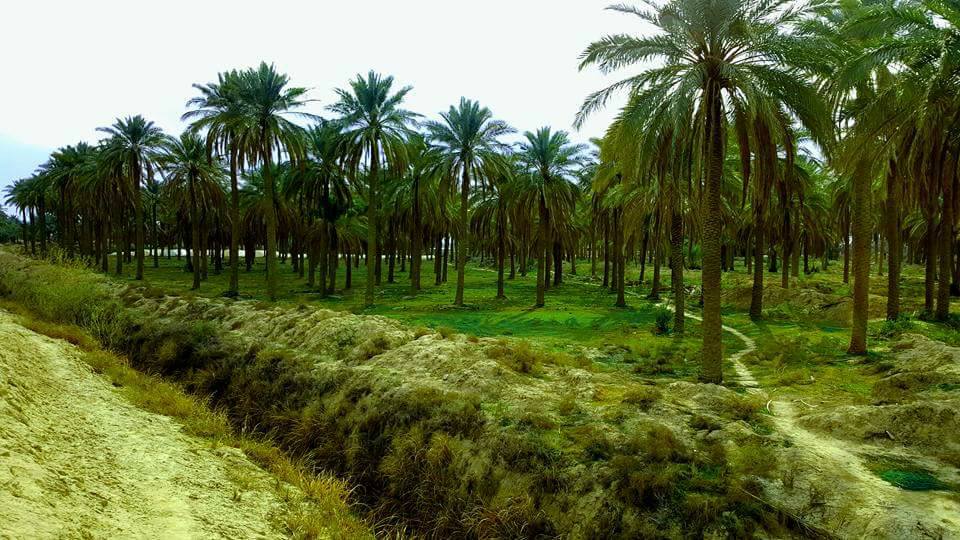 البصرة تعزز خطتها الزراعية بتوسيع مساحات زراعة الحنطة والشعير لموسم 2026 - البصرة تعزز خطتها الزراعية بتوسيع مساحات زراعة الحنطة والشعير لموسم 2026 - البصرة تعزز خطتها الزراعية بتوسيع مساحات زراعة الحنطة والشعير لموسم 2026 - البصرة تعزز خطتها الزراعية بتوسيع مساحات زراعة الحنطة والشعير لموسم 2026 - البصرة تعزز خطتها الزراعية بتوسيع مساحات زراعة الحنطة والشعير لموسم 2026 - Basra Boosts Agricultural Plan by Expanding Wheat and Barley Cultivation Areas for the 2026 Season - Basra Boosts Agricultural Plan by Expanding Wheat and Barley Cultivation Areas for the 2026 Season
